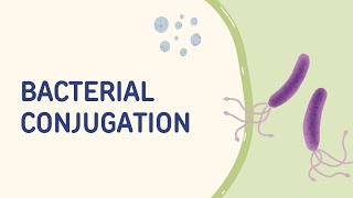 Bacterial Conjugation [upl. by Aneehsor]