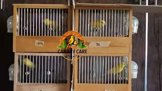 Waterslager Canary Training Video  Enhance Your Young Birds Singing Skills [upl. by Ayrad820]