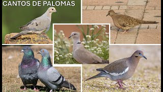 Canto de Palomas quotAlas Blancas Tortolita Huilota Doméstica y Turca de Collarquot [upl. by Leirol]