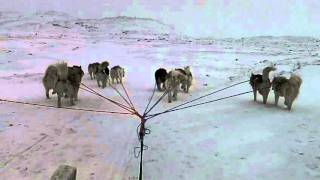 Dog sledding Iqaluit January 29 2012 [upl. by Kerwin]