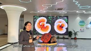 How to make the Reishi powder Ganoderma lucidum [upl. by Amikahs354]