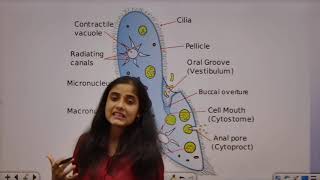 Paramecium caudatum in detail du jnu bhu cuet gate fourhands [upl. by Winona]