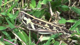 Giant American bird grasshopper Schistocerca americana [upl. by Damarra858]