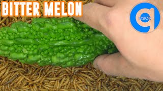 10000 Mealworms Eating Bitter Melon  Time Lapse Video [upl. by Aicetal]