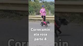 CORRECAMINATA ROSA PARTE 4 [upl. by Hpeosj246]