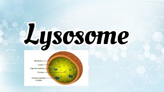 Lysosome structure amp function [upl. by Yessydo]