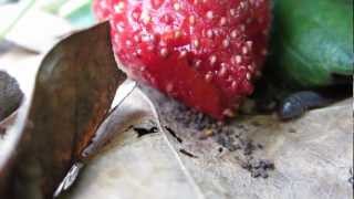 Roly Pollies eating my strawberries [upl. by Wesle]