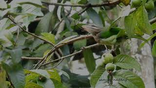 White cheeked Barbet feasting on Guava from window of my resort Madumalai Nov 2024 [upl. by Firehs33]