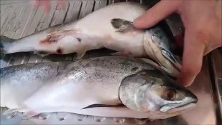 Разделка горбуши быстро без грязиCutting salmon quickly without dirt [upl. by Hillman]