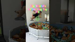 I built my dogs the WORLD’S LARGEST Dog Toy Pit dogdad goldenretriever goldendoodle [upl. by Izy]