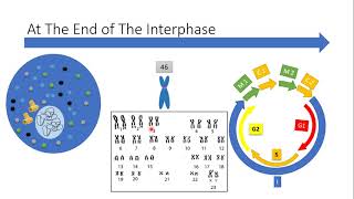 Meiosis and the variation of gametes [upl. by Hannibal896]