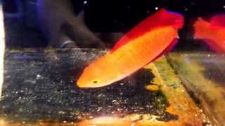 Cirrhilabrus rubripinnis  Red Fin Fairy Wrasse [upl. by Willette242]