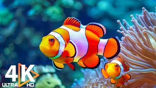 Aquarium 4K VIDEO ULTRA HD 🐠 Beautiful Coral Reef Fish Vibrant Marine Life amp Relaxing Music [upl. by Ellehsat]