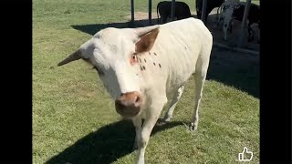 Longhorn Lesters is live at JL Ranch [upl. by Bedad]