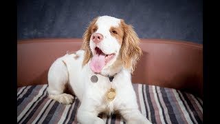 Clyde  Clumber Spaniel Puppy  4 Weeks Residential Dog Training [upl. by Paulita]