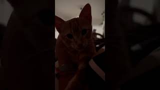 Weasley asmr ronroneo purr gatos cat catlover catlife kitten kittensounds catpurr [upl. by Llekcir534]