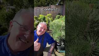 Conifers gardening conifers conifer conifersociety plants allyearroundplants [upl. by Schroth]