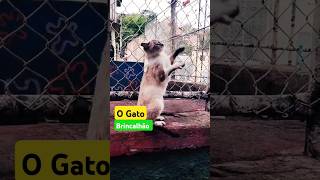 O Gato brincalhão [upl. by Brocklin519]