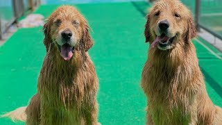 Goldens Are Obsessed With Dock Diving [upl. by Dynah]