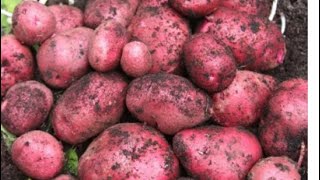 How to plant potatoes  How to grow red potatoes [upl. by Valerle884]