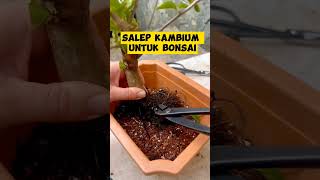 salep kambium bonsai inspirasibonsai [upl. by Xanthus706]