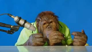 orangutan asmr  Orang Utan ASMR [upl. by Nitsyrk964]