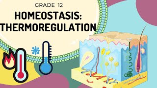 HOMEOSTASIS  Thermoregulation  Easy to Understand [upl. by Kono]