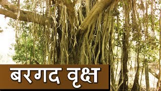 Bargad Ka Vriksh  Banyan Tree Significance  Kamlesh Upadhyay [upl. by Whitnell]