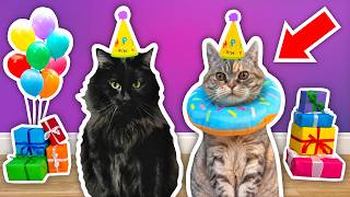 I Threw a BIRTHDAY PARTY For My Elderly CAT [upl. by Adnavoj638]