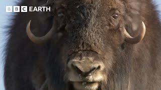 Musk Oxen Vs Arctic Wolves  Animal Super Parents  BBC Earth [upl. by Velleman]