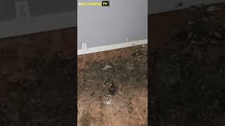 Section 8 Tenants are the Worst  HoltonWiseTV Highlights [upl. by Dulciana836]