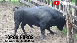 Llegada de los toros puros a la Ganadería La Juliana de los Hnos Cumplido Mendoza [upl. by Potter273]