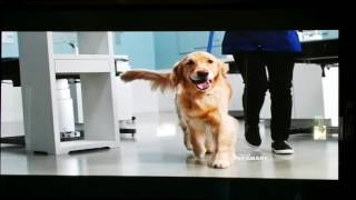 Petsmart commercial [upl. by Mccarty]