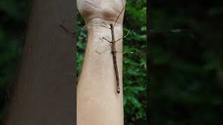 Stick Insect family Phasmatidae central Thailand [upl. by Ahsieket]