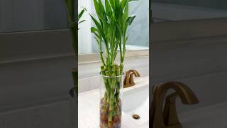 Water propagation lucky Bamboo care homedecor indoorplants happiness showpiece gardening diy [upl. by Joli641]