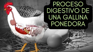 Proceso Digestivo de una Gallina Ponedora shortvideo shorts gallinasponedoras [upl. by Trebloc]