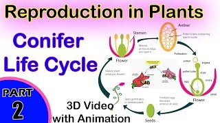 Conifer Life Cycle  Reproduction in Plants  12th CBSE Biology  2 Biology Reproduction in Plants [upl. by Anos]