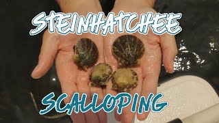 Steinhatchee Scallop season 2024 FULL HOWTO GUIDE [upl. by Eilitan]