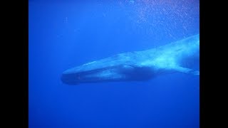 Primeiro encontro com uma baleia azul no terceiro dia blue whale encounter [upl. by Eimor]