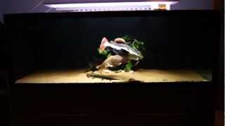 Feeding my SB RTC marble stingray japanese perch florida gar and more [upl. by Elime529]