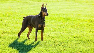 Can Doberman Pinschers be trained for protection work [upl. by Sokul]