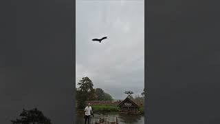 The Falconers Quest at Warwick Castle warwickcastle castle falconersquest [upl. by Soilisav]