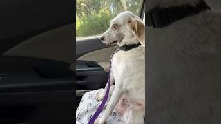 Her dog’s reaction after the vet is hilarious 😂 [upl. by Ayekram297]