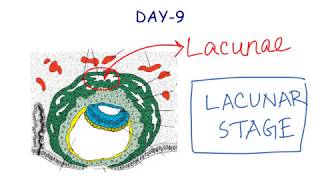 Second Week Of Development  Embryology  Anatomy [upl. by Haze]