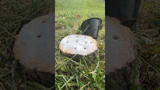 The Easiest Way To Remove a Tree Stump shorts stumpgrinding satisfying [upl. by Christina]