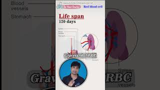 लाल कण का क्या कार्य होता है  RBC normal range  RBC life span  RBC functions [upl. by Wiebmer]