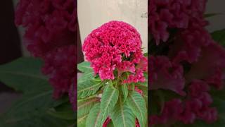 Ban k kabutari ❤ beautiful flower in my terrace garden👌🏻shorts short trendingviralshorts flower [upl. by Milla]