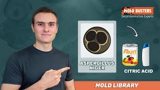 Aspergillus niger  Mold Library  Mold Busters [upl. by Werd]