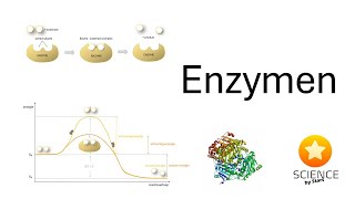 Enzymen [upl. by Acinoj390]