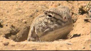 Indian Spinytailed lizard in Desert National Park [upl. by Alfred]